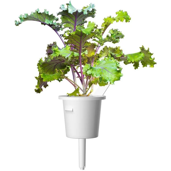 Click and Grow Kel kučeravý kapsule so semienkami a substrátom 3ks - Sadenice - Obrázok 3LTR000401