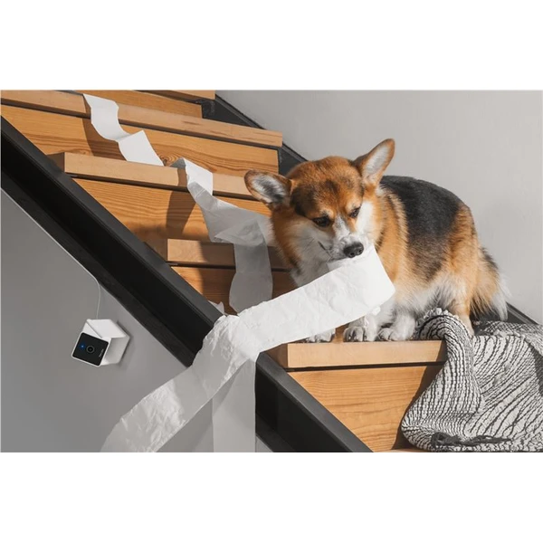 PetCube Cam - Kamery - Obrázok 56T5000J01