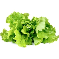 Click and Grow zelený šalát kapsule so semienkami a substrátom 3ks - Sadenice