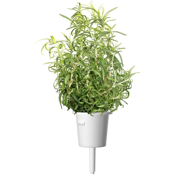 Click and Grow rozmarín kapsule so semienkami a substrátom 3ks - Sadenice - Obrázok 9LWR000401