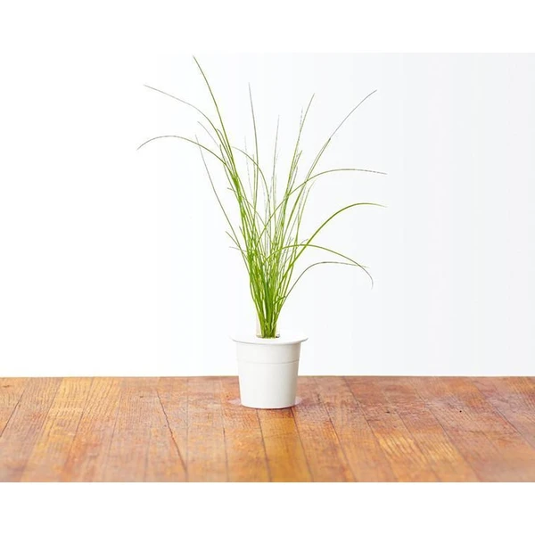 Click and Grow pažítka kapsule so semienkami a substrátom 3ks - Sadenice - Obrázok 9LXR000401
