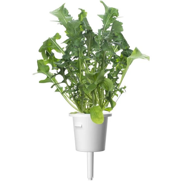 Click and Grow rukola kapsule so semienkami a substrátom 3ks - Sadenice - Obrázok LNYR000401