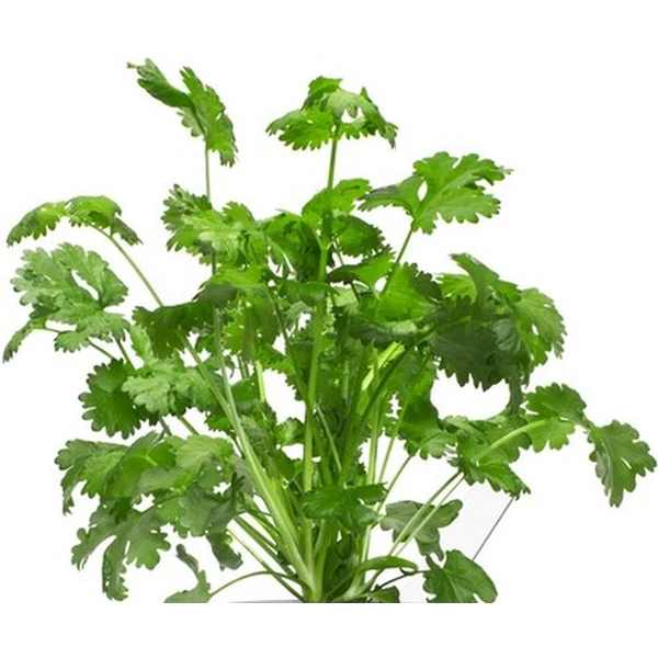 Click and Grow koriander kapsule so semienkami a substrátom 3ks - Sadenice - Obrázok UOYR000401