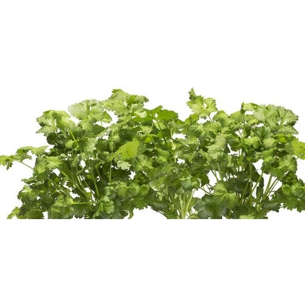 Click and Grow koriander kapsule so semienkami a substrátom 3ks - Sadenice - Obrázok VOYR000401
