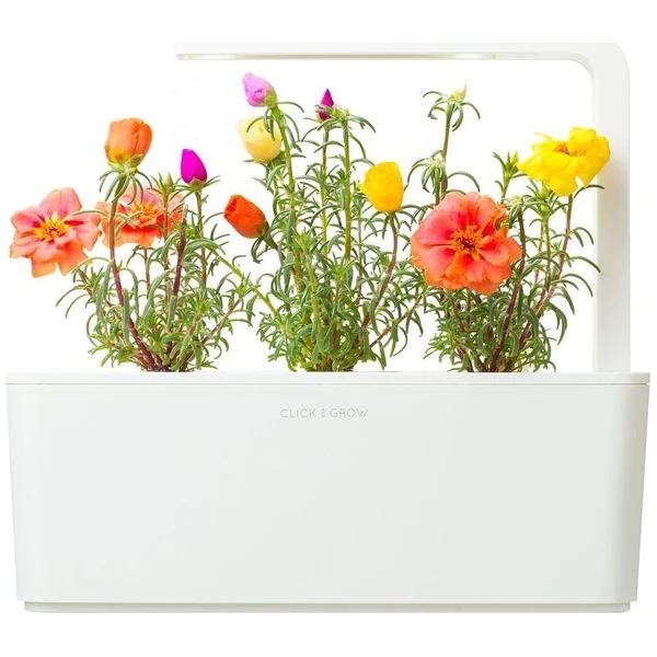 Click and Grow sadenice - Šrucha veľkokvetá - Sadenice - Obrázok d_00aeeb04774f409aa1330a09778275cd