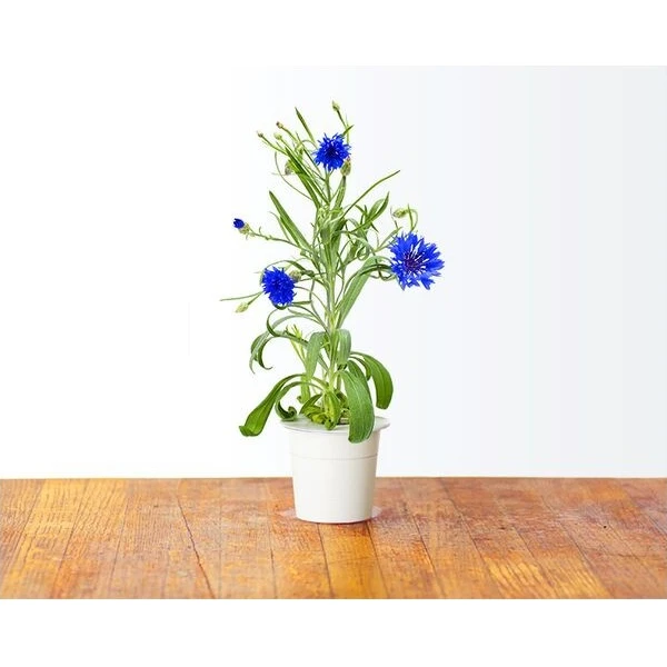 Click and Grow sadenice - Chrpa modrá - Sadenice - Obrázok d_0de5f719ba1c4384baafd33d2a440d53