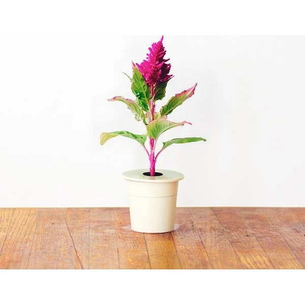 Click and Grow sadenice - Nevadlec (celosia) - Sadenice - Obrázok d_1e01b313b47243a5a1f5ed9ad4fcb609
