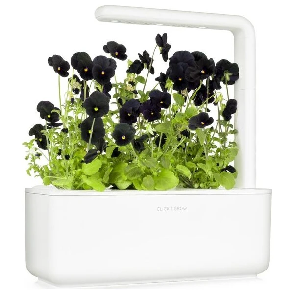 Click and Grow sadenice - Čierna maceška - Sadenice - Obrázok d_49085bd12416419fa25f29b1dd94a3ff