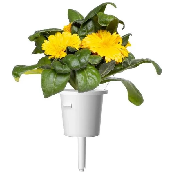 Click and Grow sadenice - Nechtík lekársky - Sadenice - Obrázok d_4e799fa5a4c341fdaed5aef2644dc7b9