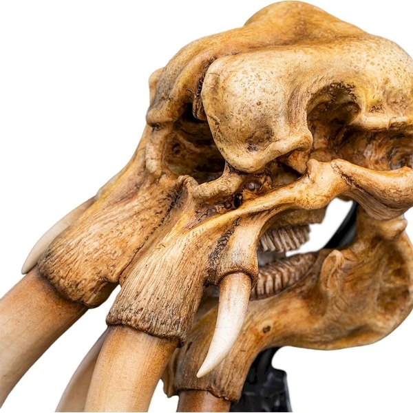 Soška The Lord of the Rings: Miniature Skull of a Mumak - Sochy a sošky - Obrázok d_5bbd1ccd71ca43439b1c57f26f51ca2f