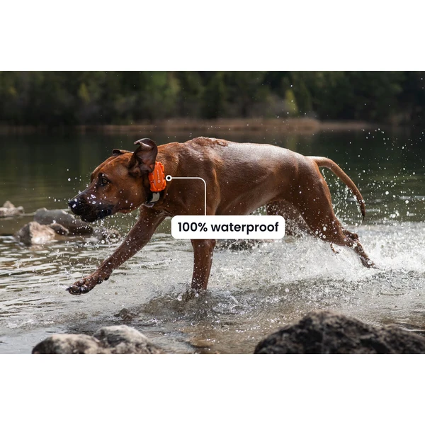 Tractive DOG 6 XL - Adventure Edition, oranžový - GPS Moduly  - Obrázok d_6987c3791c094fabb47bc359273ae469