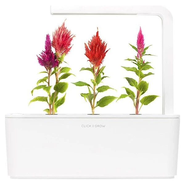 Click and Grow sadenice - Nevadlec (celosia) - Sadenice - Obrázok d_6f2d7244b6134deaa2b630ba916e2f01