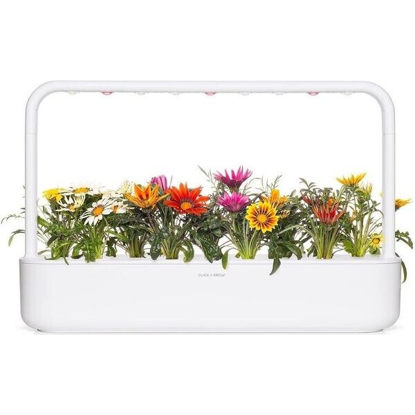 Click and Grow sadenice - Gazánie - Sadenice - Obrázok d_7e4f40de2779454394445b7ee1193669