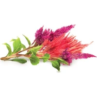 Click and Grow sadenice - Nevadlec (celosia) - Sadenice