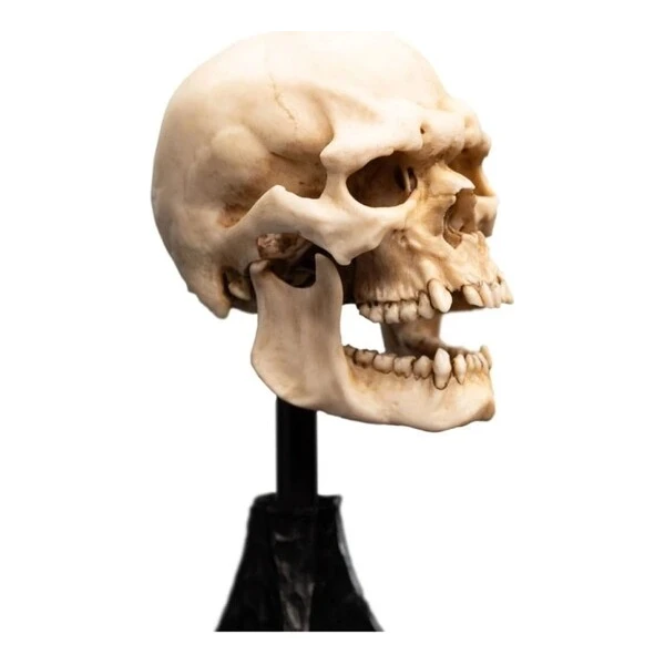 Soška Weta Workshop Pán prsteňov - lebka skřeta z Mordoru 15 cm - Sochy a sošky - Obrázok d_b0d475032d1f4e929d24f5023a5f09a0