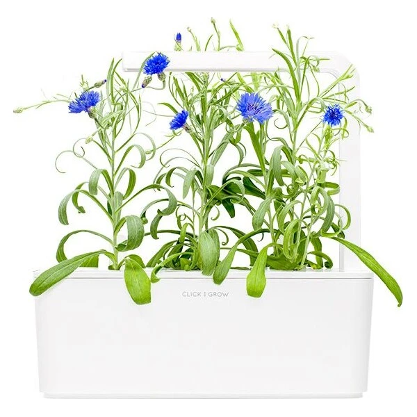 Click and Grow sadenice - Chrpa modrá - Sadenice - Obrázok d_b4d8f3f84dfc49ad8fb08a16c2ed66c7