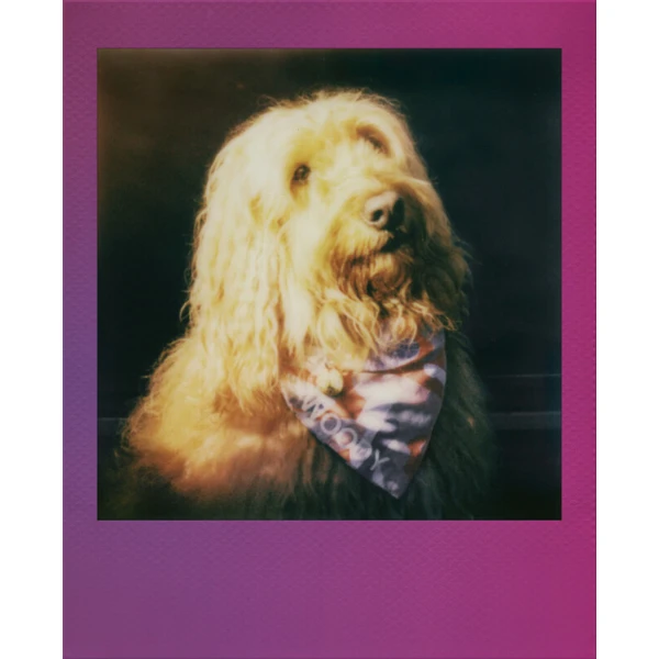 Polaroid Go Color Film Gradient Frame (Double Pack) - Filmy pre instantné fotoaparáty - Obrázok d_b5f90ae6db9e4d3eb1523c378df7f526