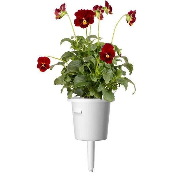 Click and Grow sadenice - Maceška červená - Sadenice - Obrázok d_ea3f1dc8c7c942a69aa36fcf10fac1dc