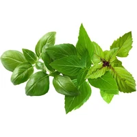 Click and Grow sadenice - Mix bazaliek - Sadenice
